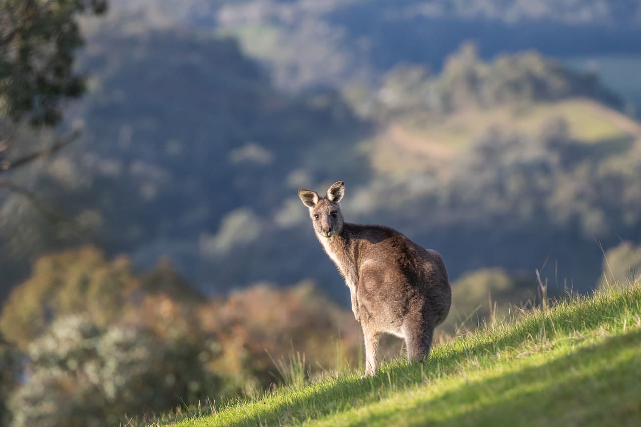 Australie kangourou