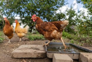 Les avantages des aliments bio pour une alimentation saine de vos volailles