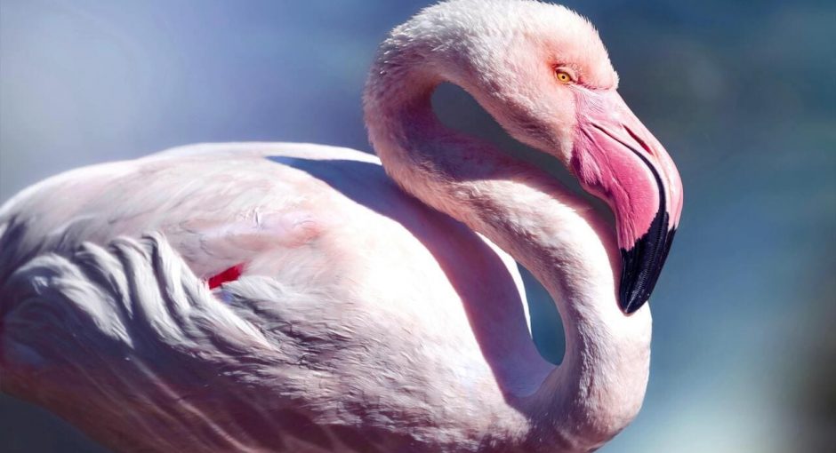 Les derniers secrets fascinants du flamant rose