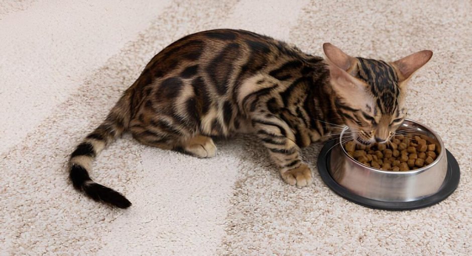 Les croquettes pour chats : une alimentation pratique et équilibrée ?